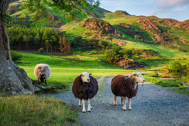 istock Curious sheeps on pasture at sunset in the Lake District 614505290
