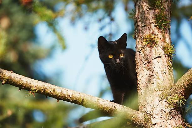 istock Curious cat in the garden 614505518