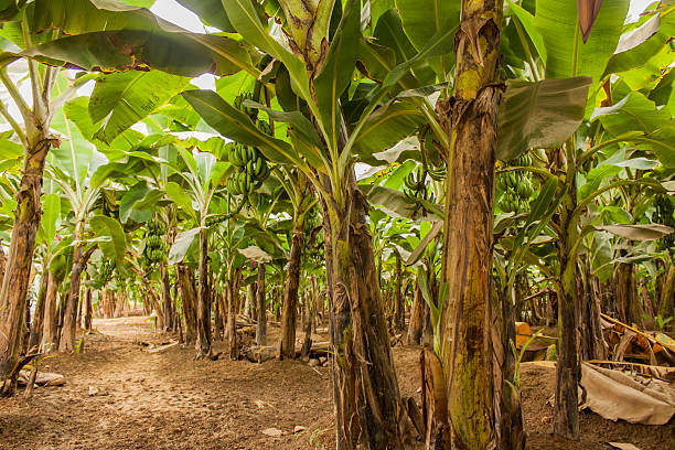 istock Banana plantation 614506998