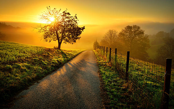 paesaggio rurale idilliaco in luce dorata - autumn landscape hill tree foto e immagini stock