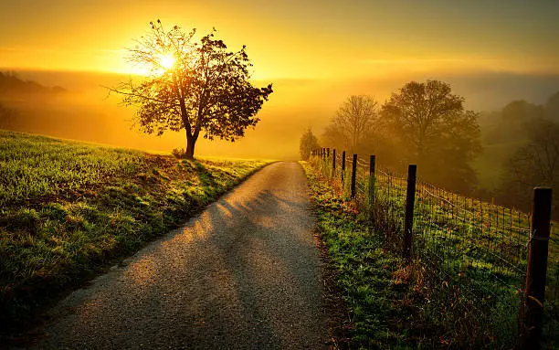 Idyllic rural landscape on a hill with a tree on a meadow at sunrise, a path leads into the warm gold light