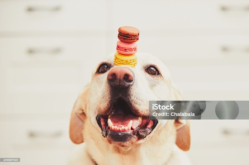 Dog with macaroons Dog (labrador retriever) balancing three tasty and colorful french macaroons on his nose. Focus - Concept Stock Photo