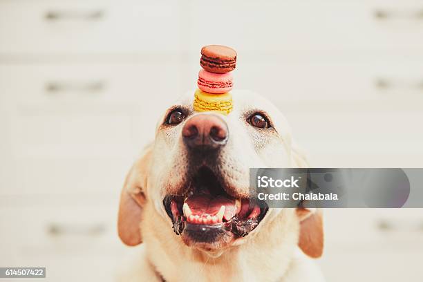 Dog With Macaroons Stock Photo - Download Image Now - Focus - Concept, Concentration, Dog