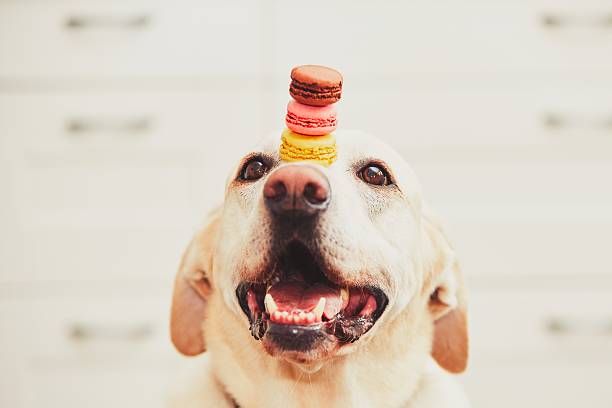 cão com macaroons - animal nose - fotografias e filmes do acervo