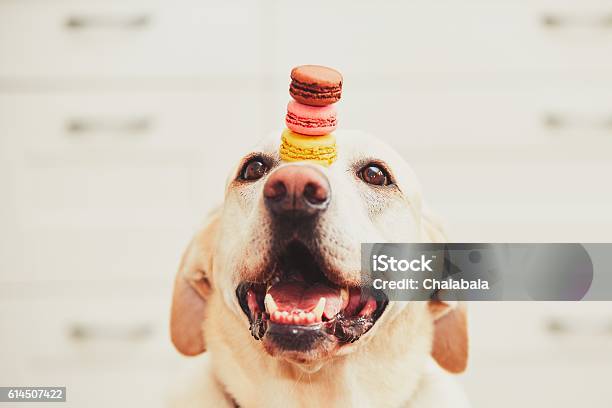 Dog With Macaroons - Fotografias de stock e mais imagens de Foco - Conceito - Foco - Conceito, Concentração, Cão
