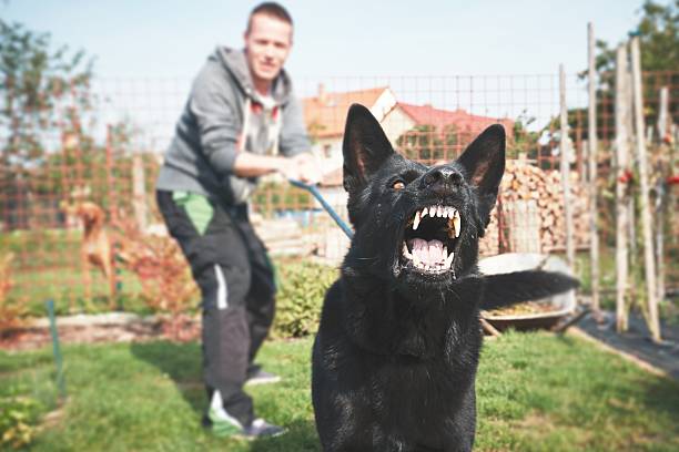 Aggressive dog Aggressive dog is barking. Young man with angry black dog on the leash. barking animal photos stock pictures, royalty-free photos & images