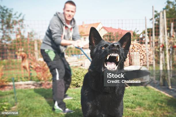Aggressive Dog Stock Photo - Download Image Now - Dog, Biting, Aggression