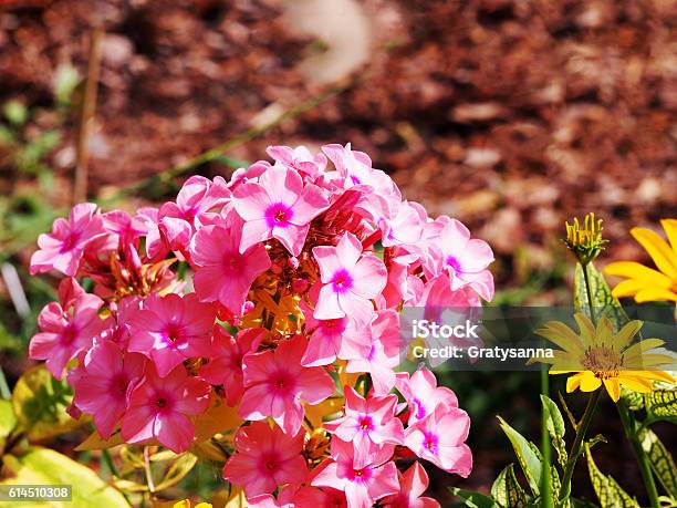 Phlox Paniculata Becky Towe Stock Photo - Download Image Now - Backgrounds, Botany, Decoration