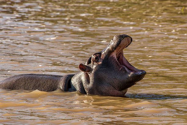 гиппопотам - kruger national park hippopotamus animal mouth animal стоковые фото и изображения