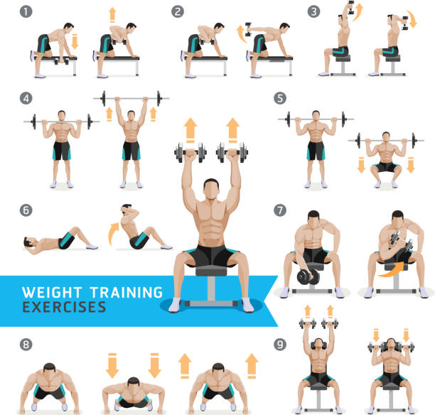 아령 운동과 운동 웨이트 트레이닝. - muscular build men human muscle body building exercises stock illustrations