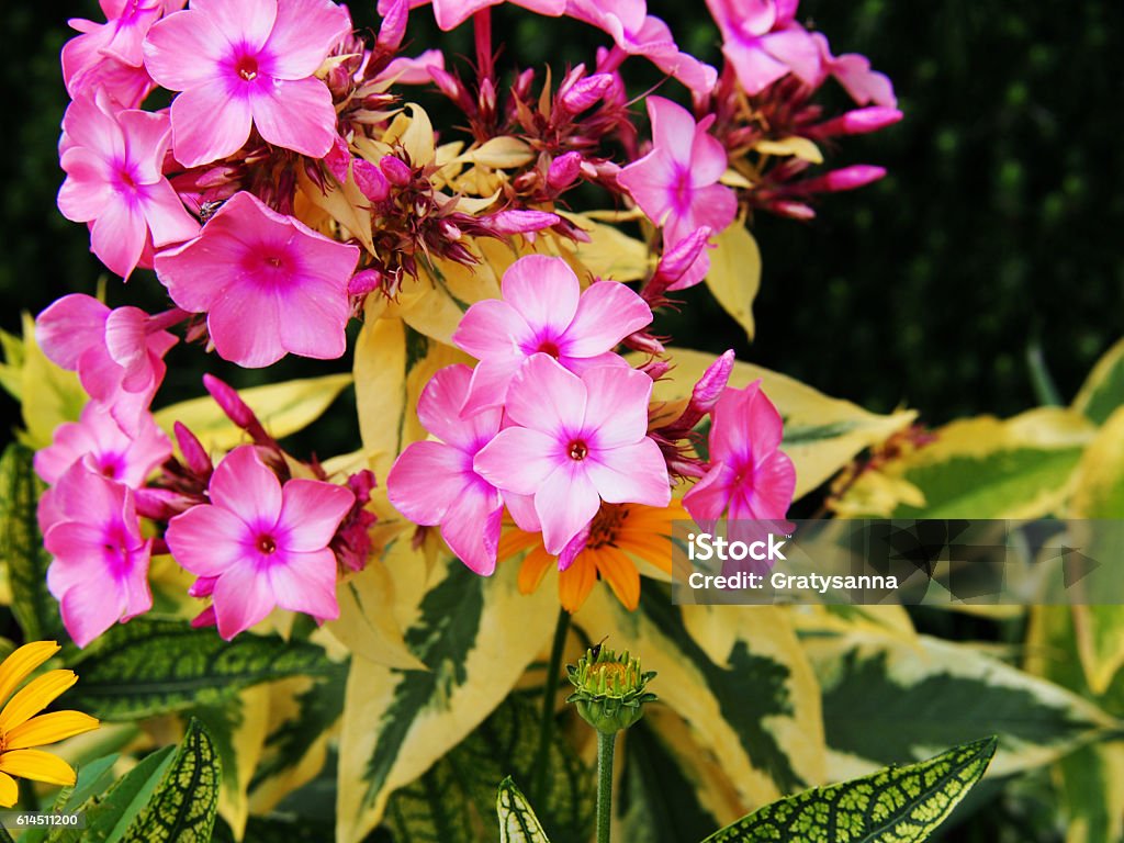 Phlox paniculata 'Becky Towe' Phlox paniculata 'Becky Towe' in the garden Backgrounds Stock Photo