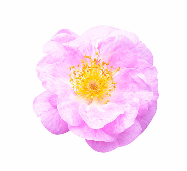 istock Rose pink flowers 614511220