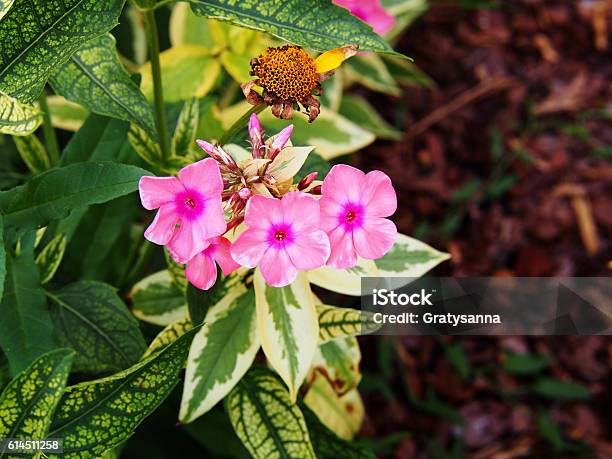 Phlox Paniculata Becky Towe Stock Photo - Download Image Now - Backgrounds, Decoration, Flower Head