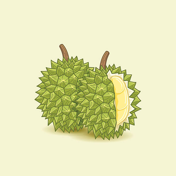 Durian Exotic Fruit Durian fruit vector illustration awful taste stock illustrations