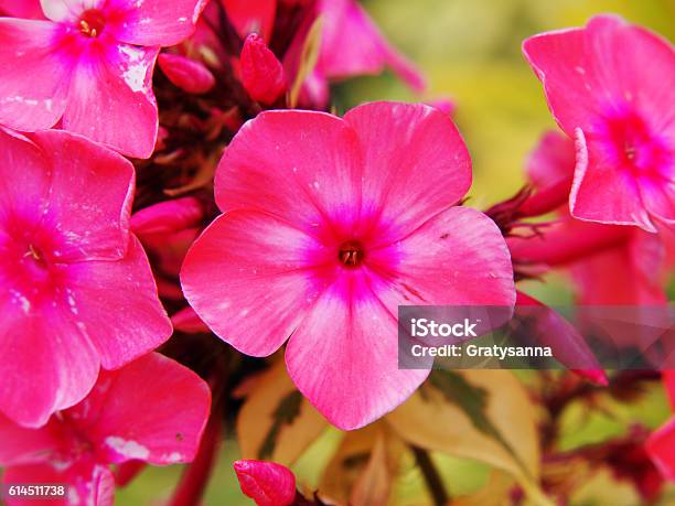 Phlox Paniculata Becky Towe Stock Photo - Download Image Now - Backgrounds, Botany, Decoration