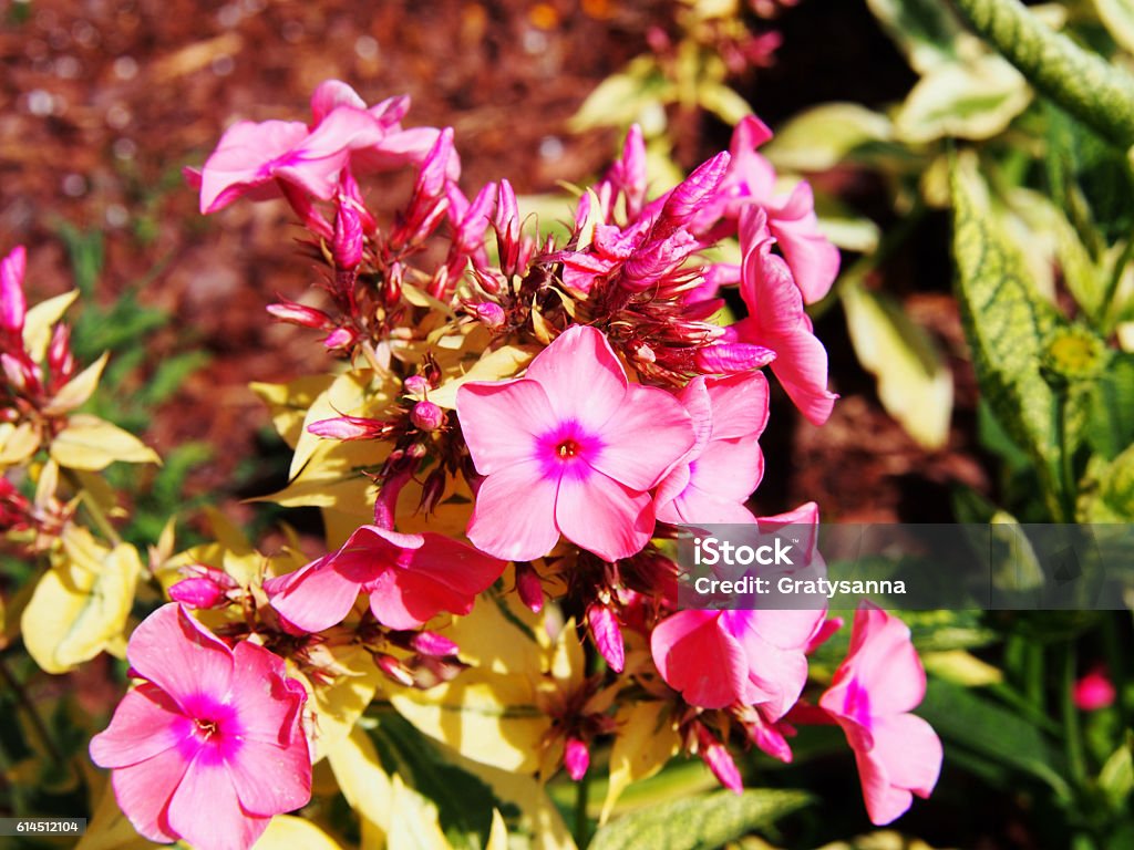 Phlox paniculata 'Becky Towe' Phlox paniculata 'Becky Towe' in the garden Botany Stock Photo
