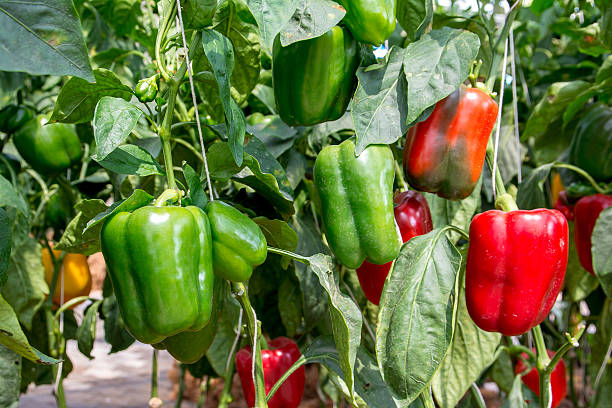peperone verde e rosso in giardino, peperoni - green bell pepper bell pepper pepper vegetable foto e immagini stock