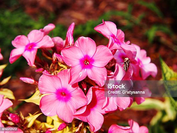 Phlox Paniculata Becky Towe Stock Photo - Download Image Now - Botany, Decoration, Flower Head