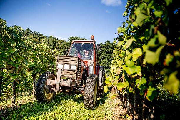 istock Farmer with a Tractor in the Vineyard 614513584