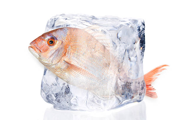 고기잡이  - iced fish 뉴스 사진 이미지
