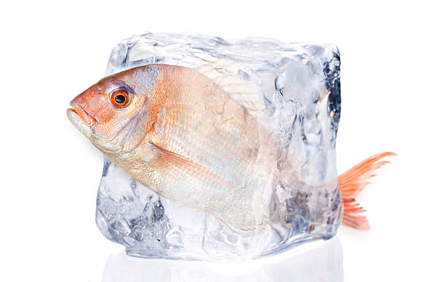 fish  - iced fish zdjęcia i obrazy z banku zdjęć