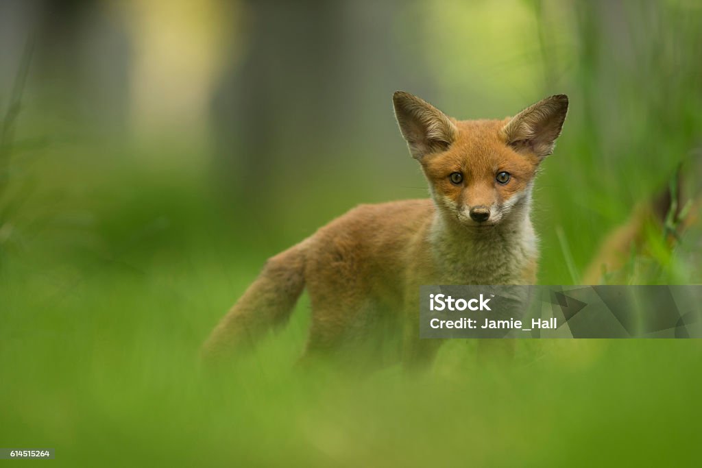 Red fox cub Red fox cub in grass near to the family den Animal Stock Photo