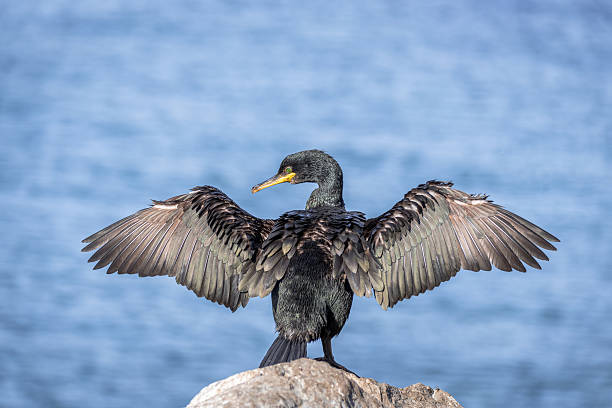 cormorano che allarga le ali per asciugarsi alla luce del sole nell'artico - crested cormorant foto e immagini stock