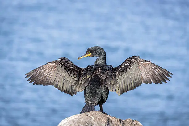 Photo of Cormorant spreading wings to dry in sunlight in the Arctic