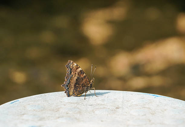 istock close up of a brown colored butterfly 614515958