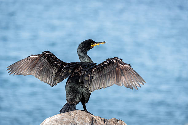 cormorán extendiendo sus alas para secar - cormorán moñudo fotografías e imágenes de stock