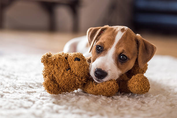 conector jack - cachorro perro fotografías e imágenes de stock