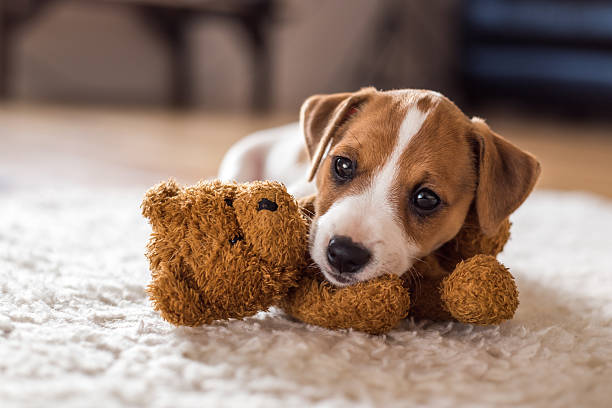 jack jack russel puppy on white carpet puppy stock pictures, royalty-free photos & images