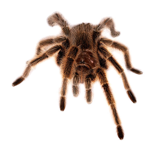 istock rose hair tarantula 614518454