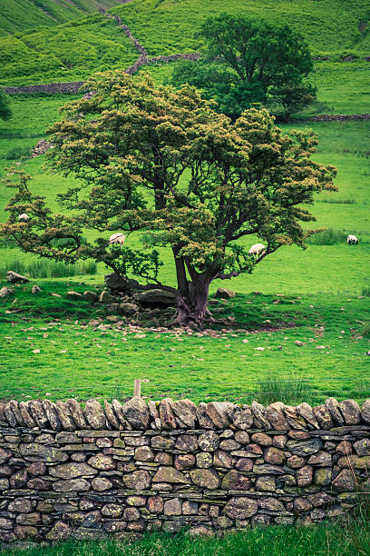 istock Grazing sheep on pasture with rocky fence, District Lake 614518846