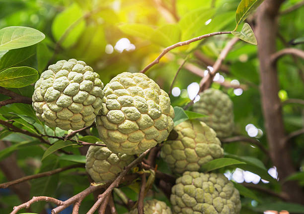 fresh custard apple fruits on tree fresh custard apple fruits on tree in garden annonaceae stock pictures, royalty-free photos & images