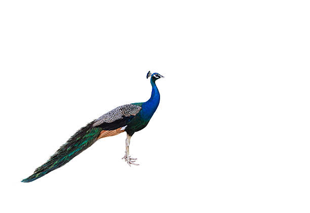 istock male peacock standing on white background 614518978