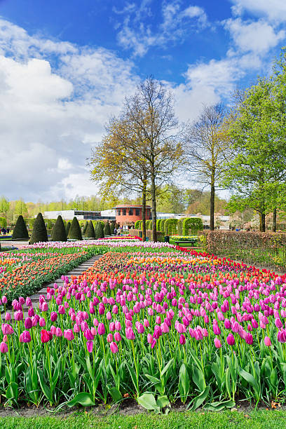 istock Rows of tulip flowers 614521040