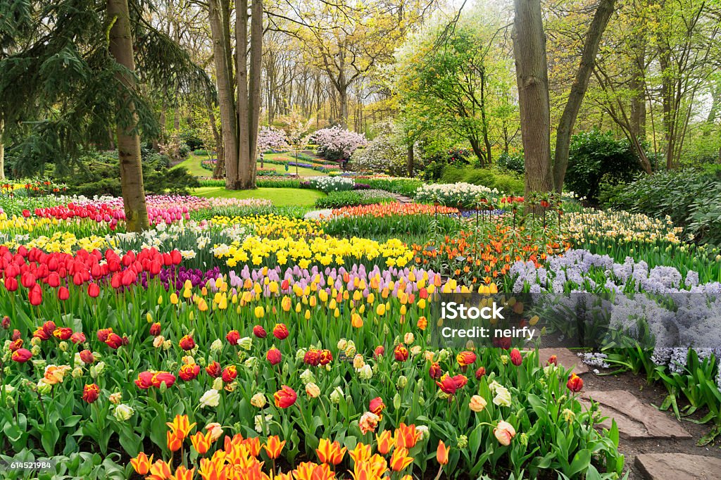 Formal spring garden Colourful Tulips Flowerbeds and Path in an Spring Formal Garden Keukenhof Gardens Stock Photo