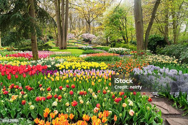 Formal Spring Garden Stock Photo - Download Image Now - Keukenhof Gardens, Tulip, Lisse
