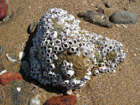 Colony of barnacles on a seashore