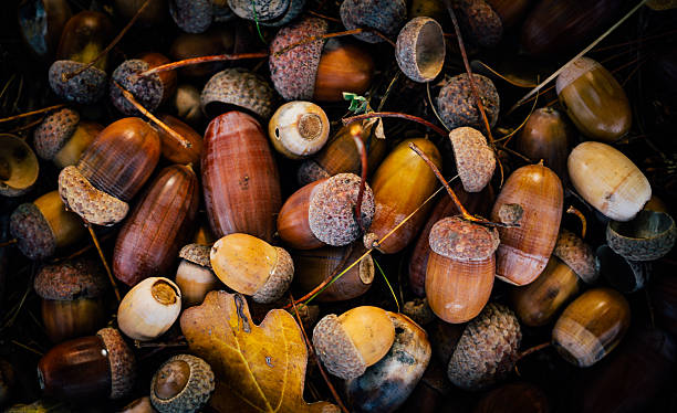 pintorescas bellotas otoñal. regalo del bosque - oak leaf oak tree acorn season fotografías e imágenes de stock