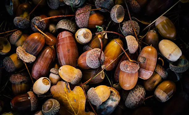 Autumn beauty of the forest. Colorful ripe fallen acorns in an oak grove. Natural texture