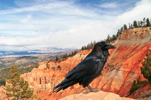 Raven at Bryce Canyon National Park, Utah, USA.