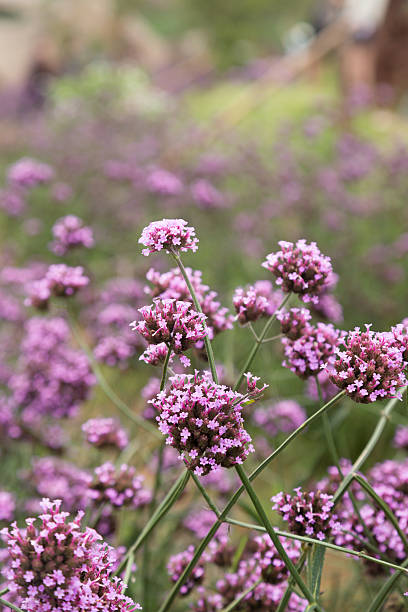 istock group of little purple flowers 614526888