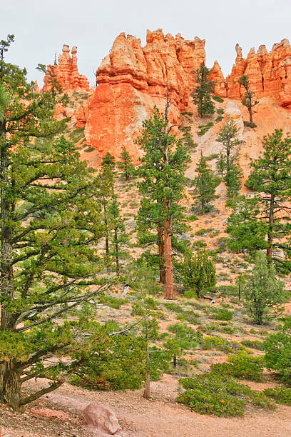 istock View from insise of Bryce Canyon. 614527282