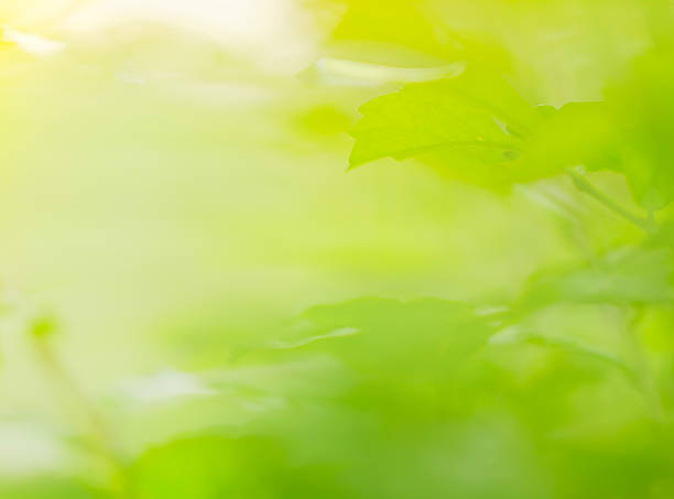 istock closeup beautiful green leave with sunlight and blurred  background 614528174
