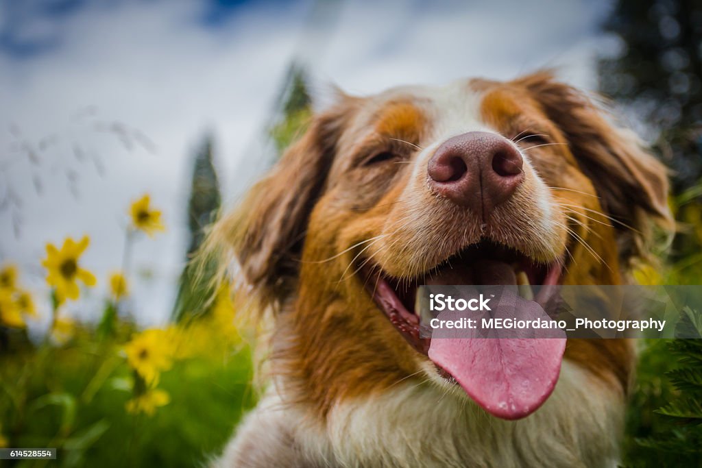 Chien heureux  - Photo de Chien libre de droits