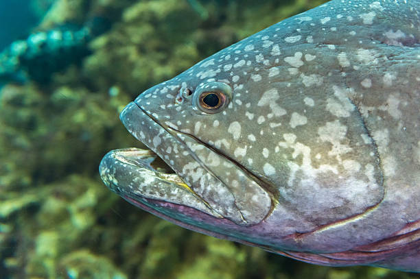 istock Giant grouper in aquarium, close up side profile head shot 614528736