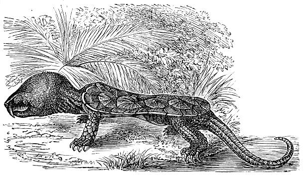 The big-headed turtle (Platysternon megacephalum Antique illustration of a The big-headed turtle (Platysternon megacephalum) wood turtle stock illustrations