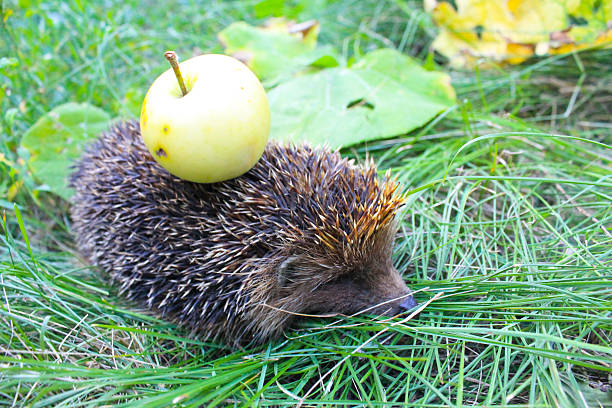 istock Hedgehog carry apple on the back 614530540
